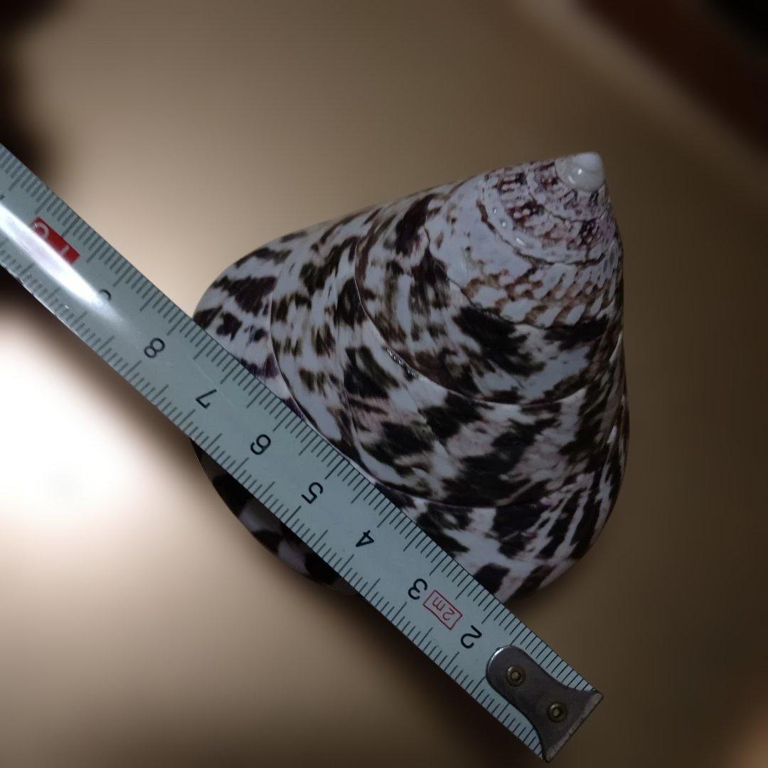 貴重♡♡天然貝殻型装飾品