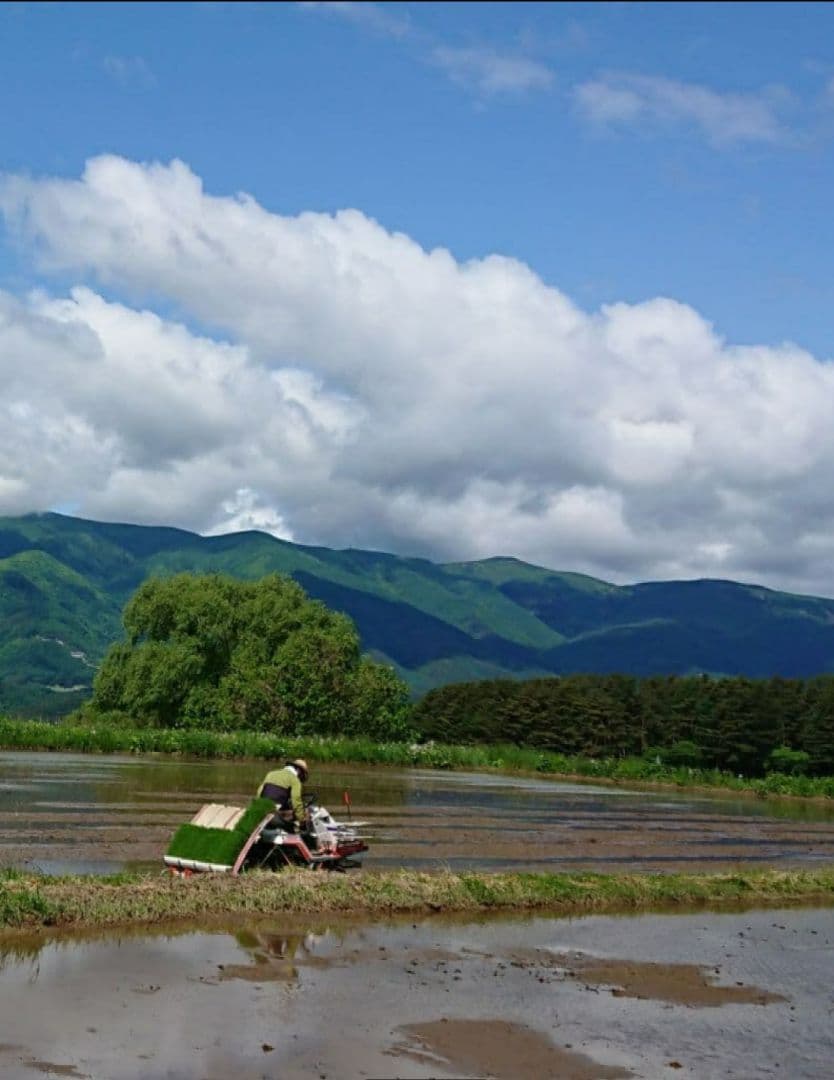小さな農家の丁寧に育てた☆美味しいお米　長野県産　コシヒカリ 10kg