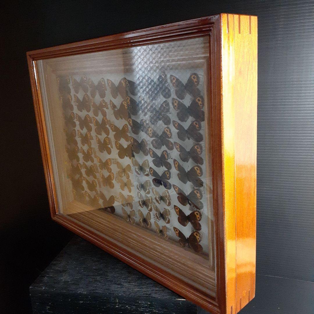 蝶標本ベニヒカゲ、クモマベニヒカゲ、シロオビヒメヒカゲ中型ドイツ標本箱入り