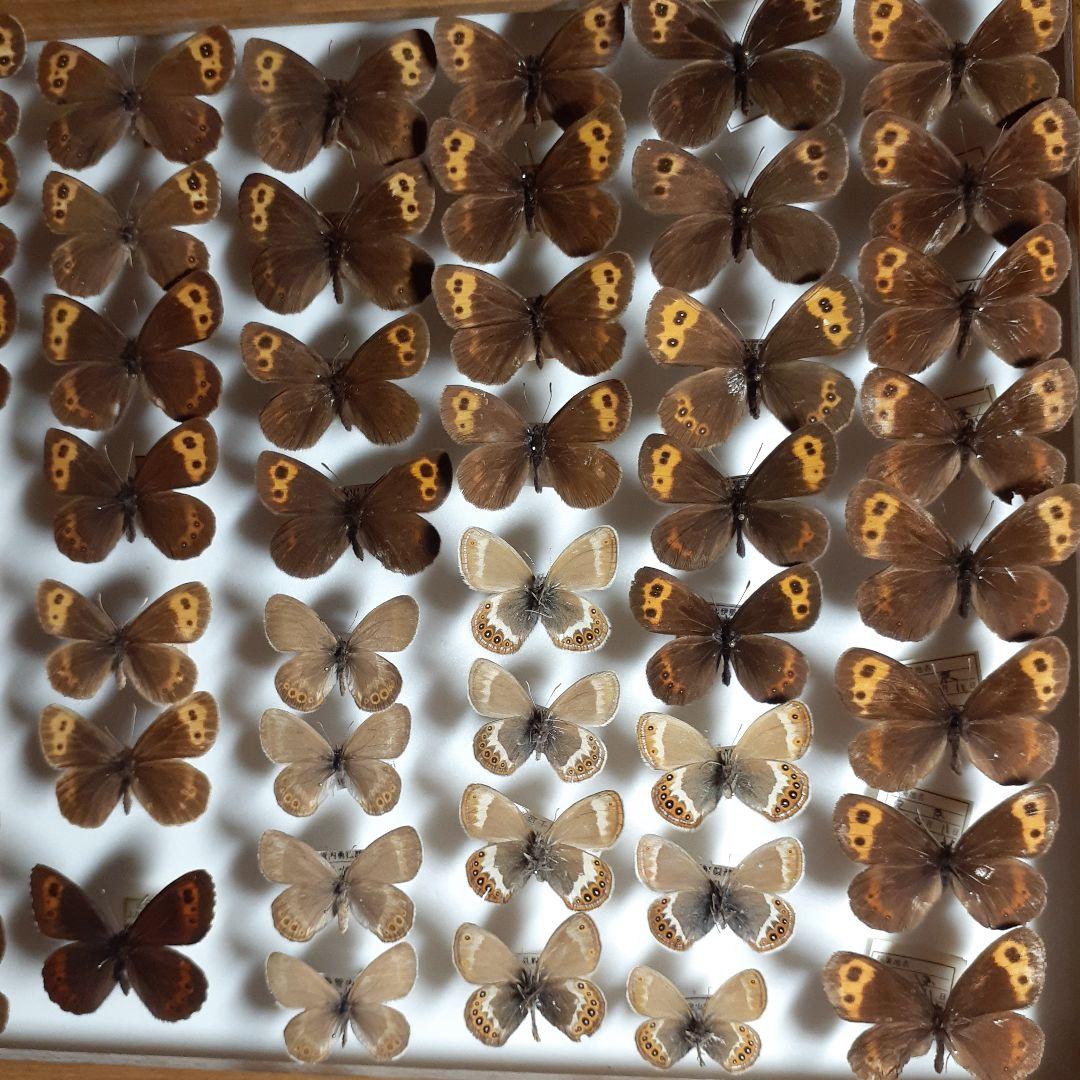 蝶標本ベニヒカゲ、クモマベニヒカゲ、シロオビヒメヒカゲ中型ドイツ標本箱入り