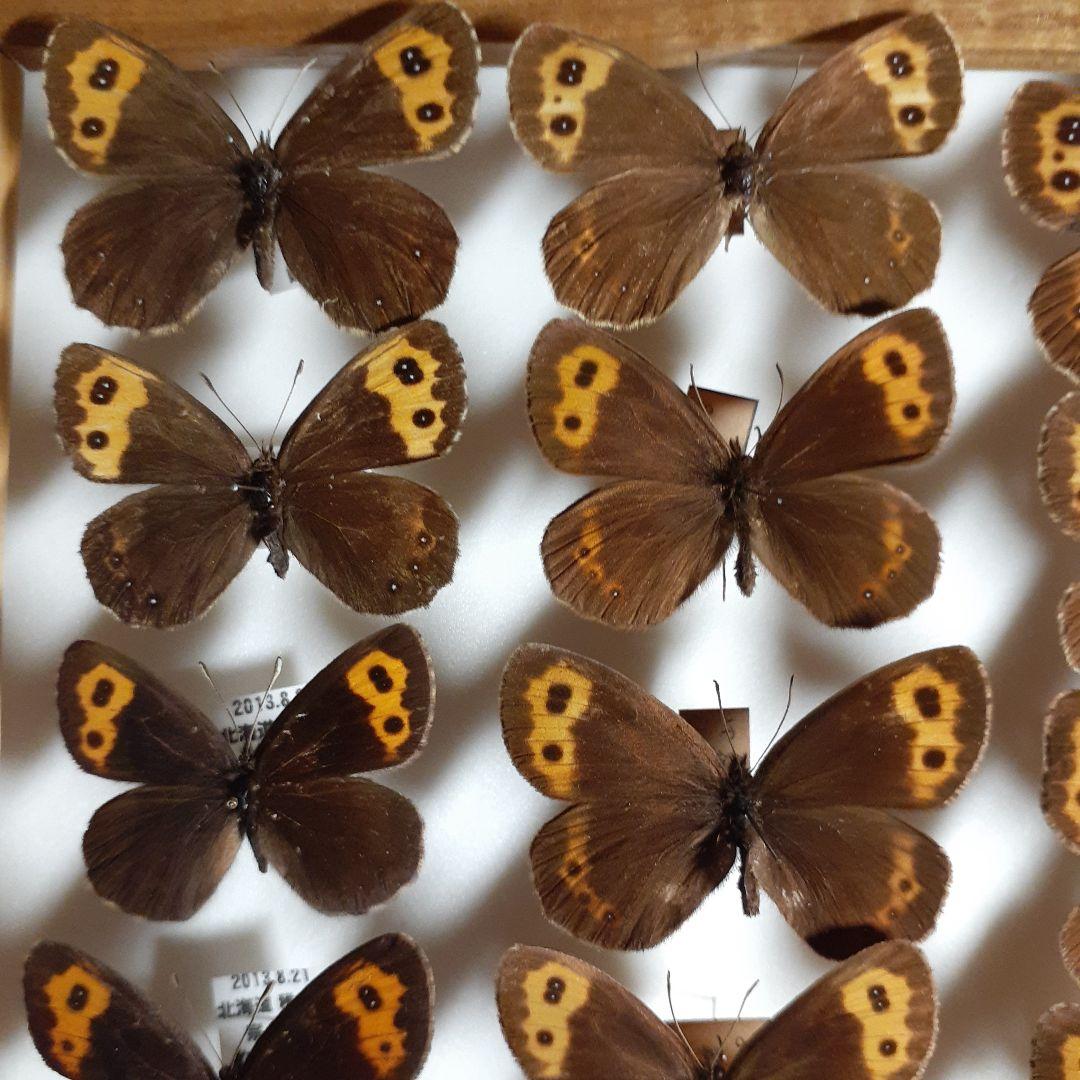 蝶標本ベニヒカゲ、クモマベニヒカゲ、シロオビヒメヒカゲ中型ドイツ標本箱入り