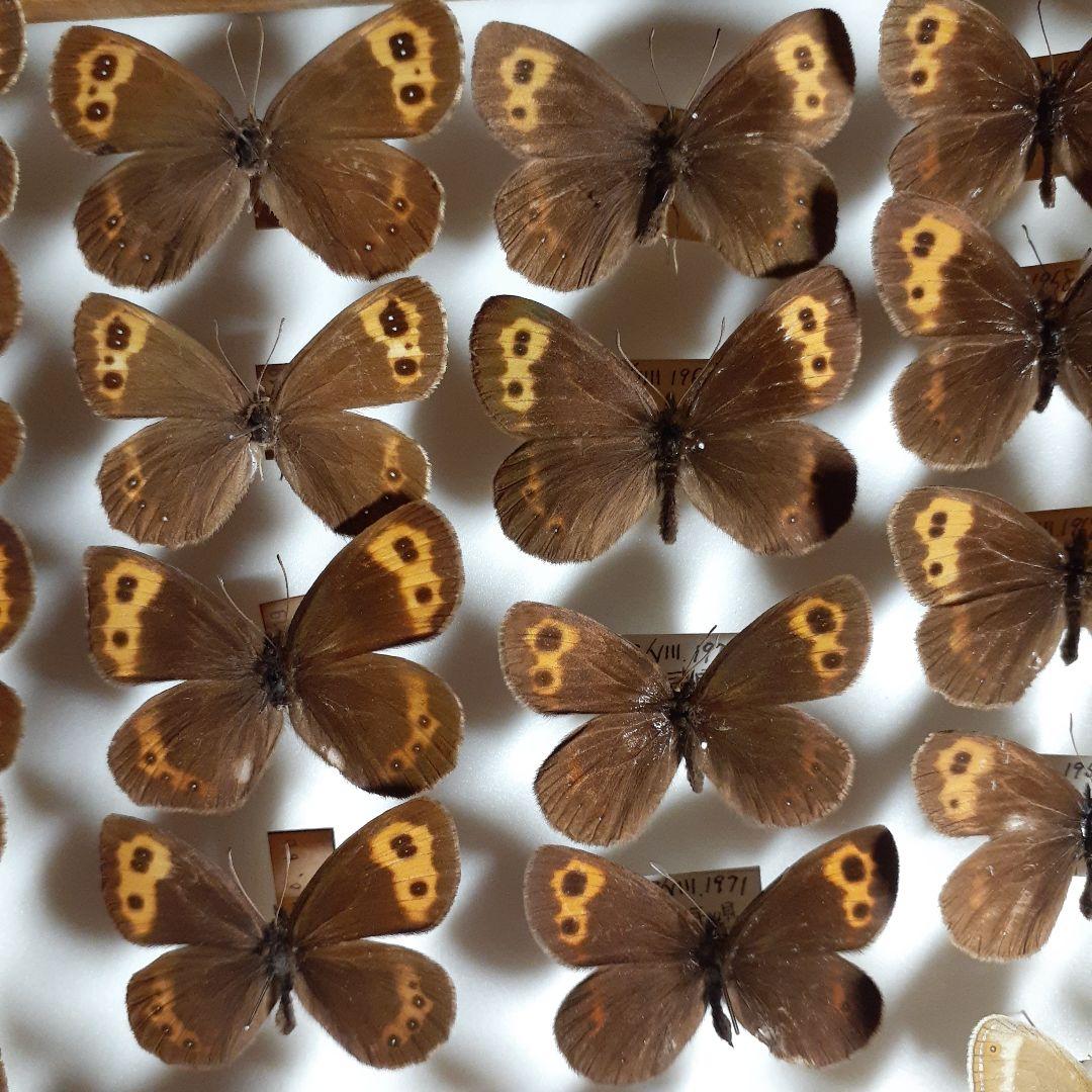 蝶標本ベニヒカゲ、クモマベニヒカゲ、シロオビヒメヒカゲ中型ドイツ標本箱入り