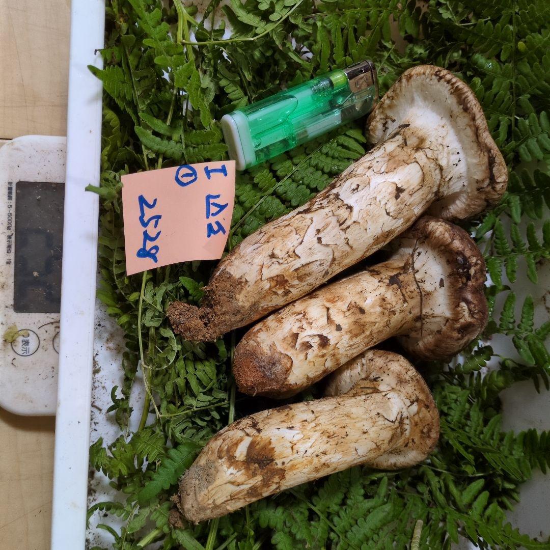 和歌山松茸　新鮮朝市　込み込み　252㌘