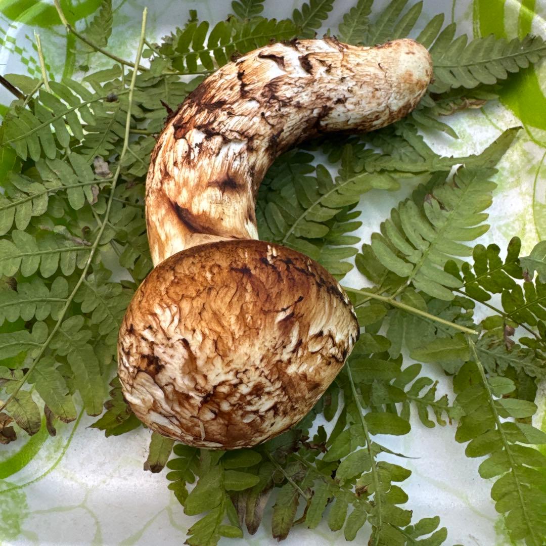 岩手県産　採れたて！　松茸　マツタケ　まつたけ　天然　国産