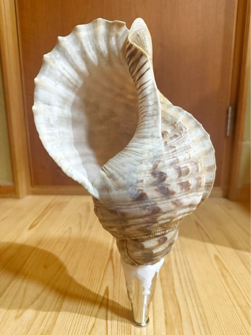 大型修験道法螺貝39㎝　山伏　密教　魔除け　熊よけ❣️ホラガイ　ほら貝