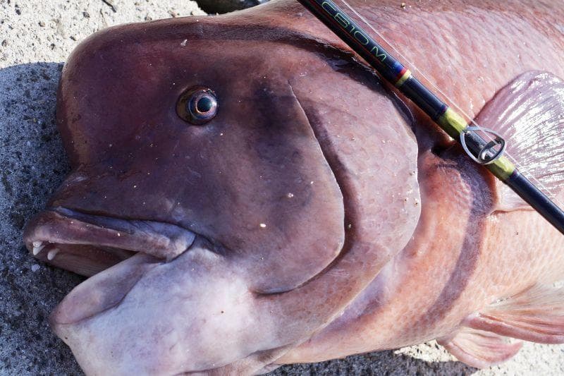 激安価格！ フィンチ　CANARIA 610M　4ピースロッド 完全未使用