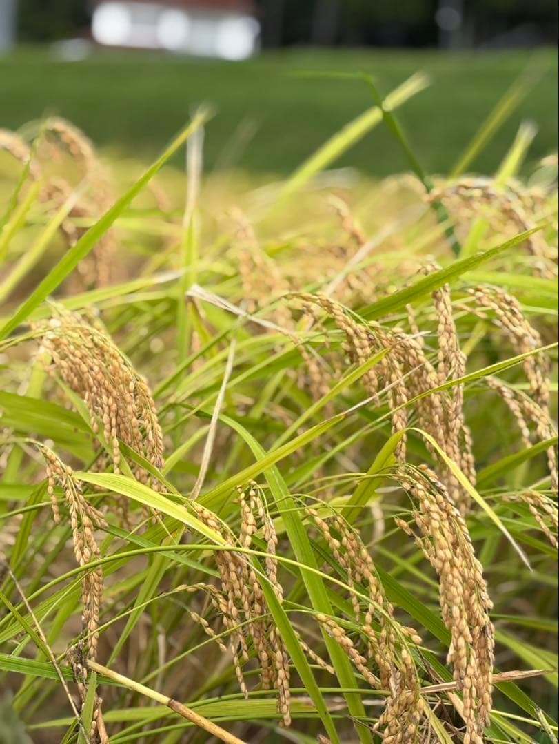 玄米　20kg 農家直送　コシヒカリ　 広島県産