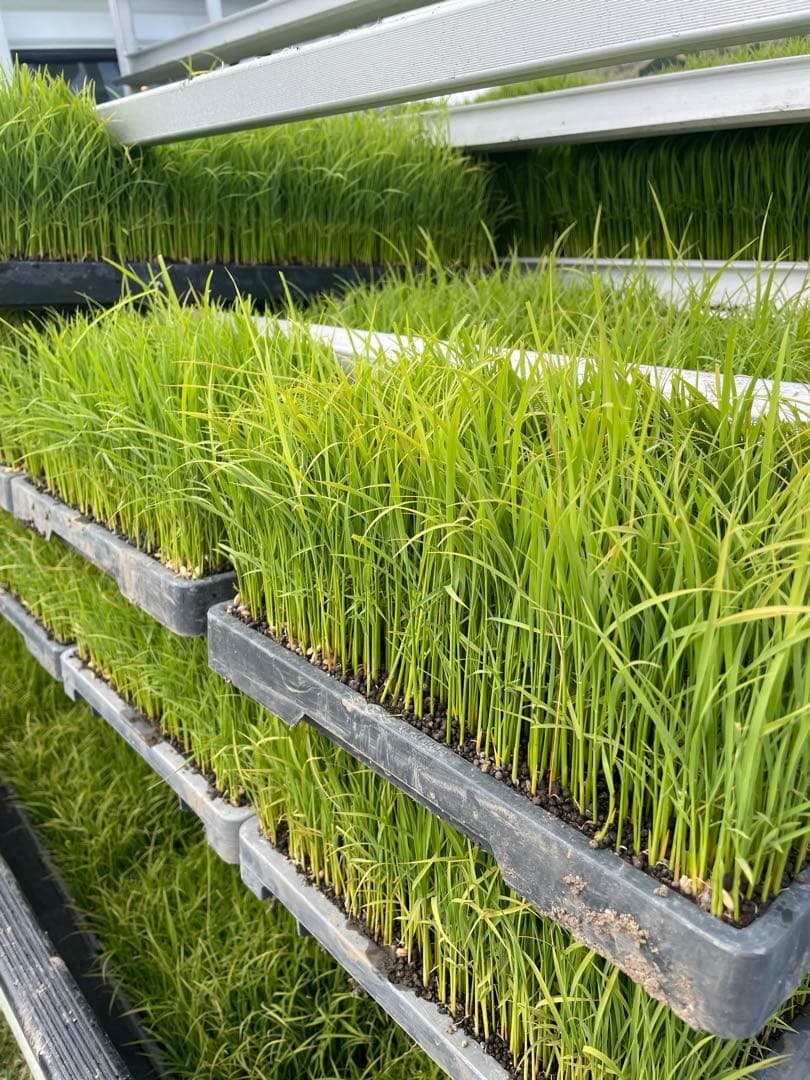 玄米　20kg 農家直送　コシヒカリ　 広島県産