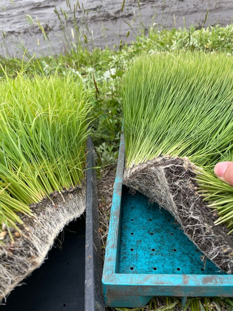 玄米　20kg 農家直送　コシヒカリ　 広島県産