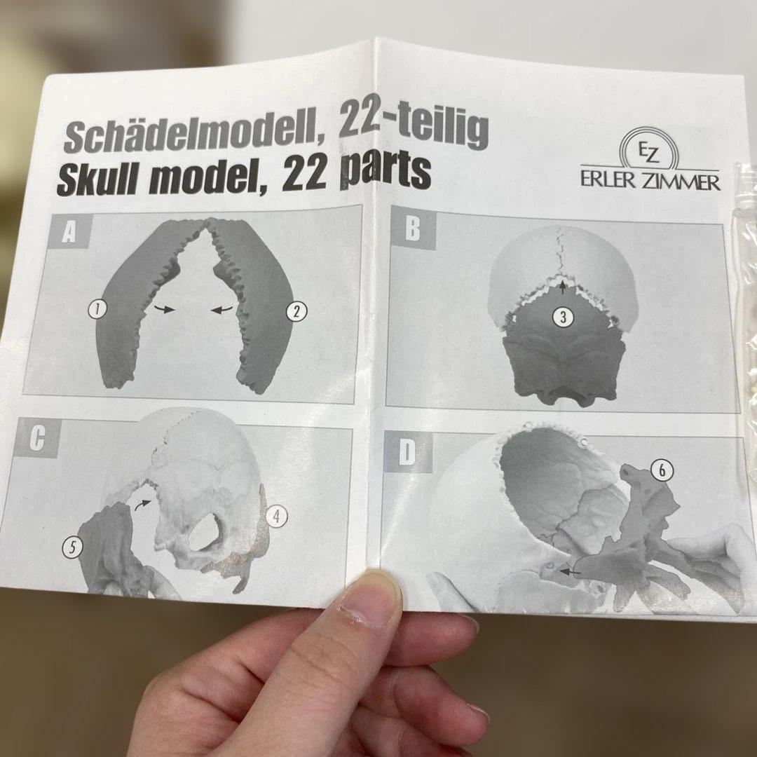 ERLER ZIMMER 人体模型