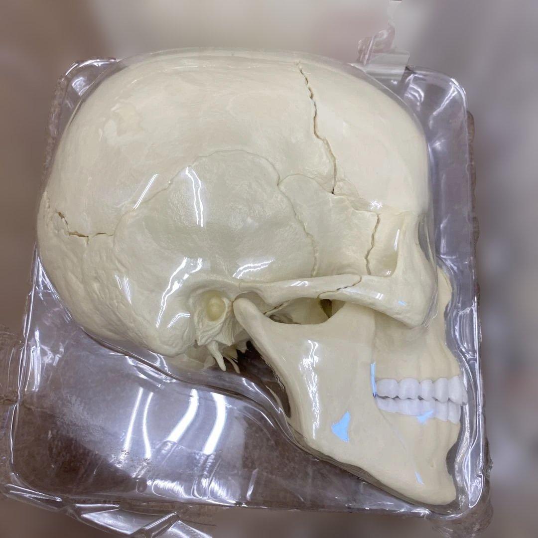 ERLER ZIMMER 人体模型