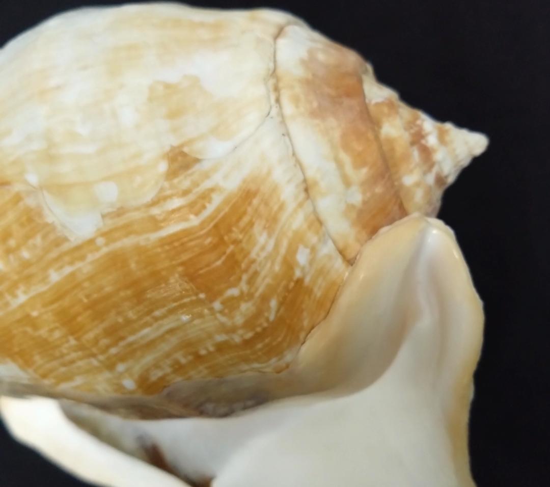 貝　標本　カブトソデガイ　超大型２１㎝