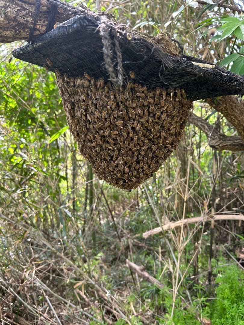 日本ミツバチ・純粋天然蜂蜜1000g
