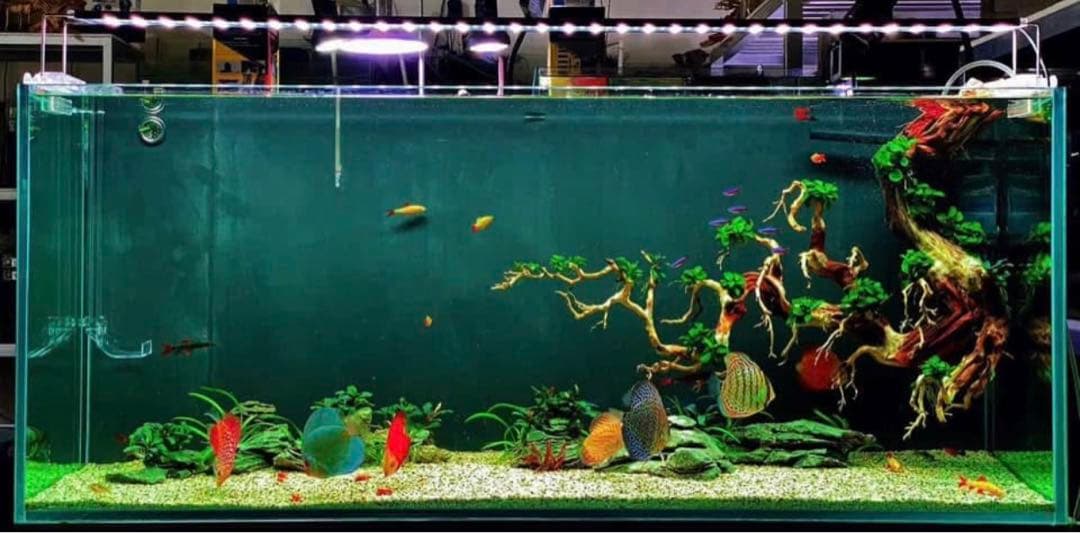 水槽用流木レイアウト　水槽。流木　。水生植物。流木 アクアリウム 盆栽流木