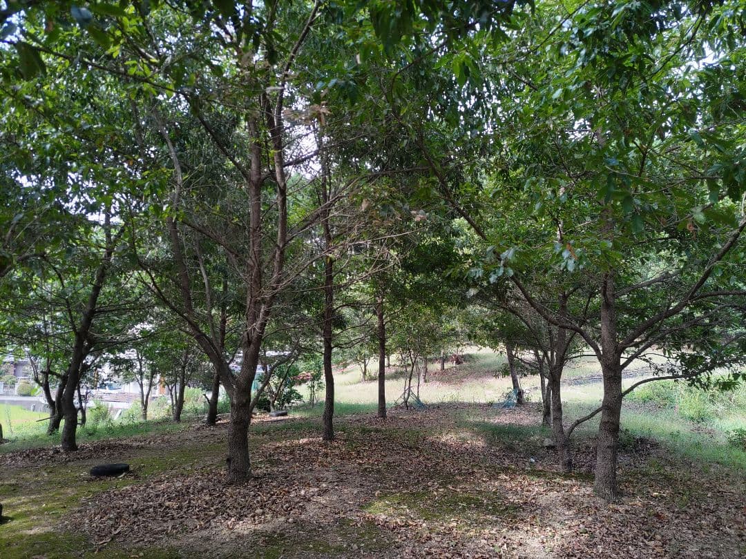 直径10cm　くぬぎ とまり木 自立　昆虫　トカゲ　爬虫類　無農薬無消毒