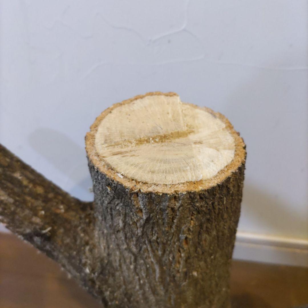 直径10cm　くぬぎ とまり木 自立　昆虫　トカゲ　爬虫類　無農薬無消毒