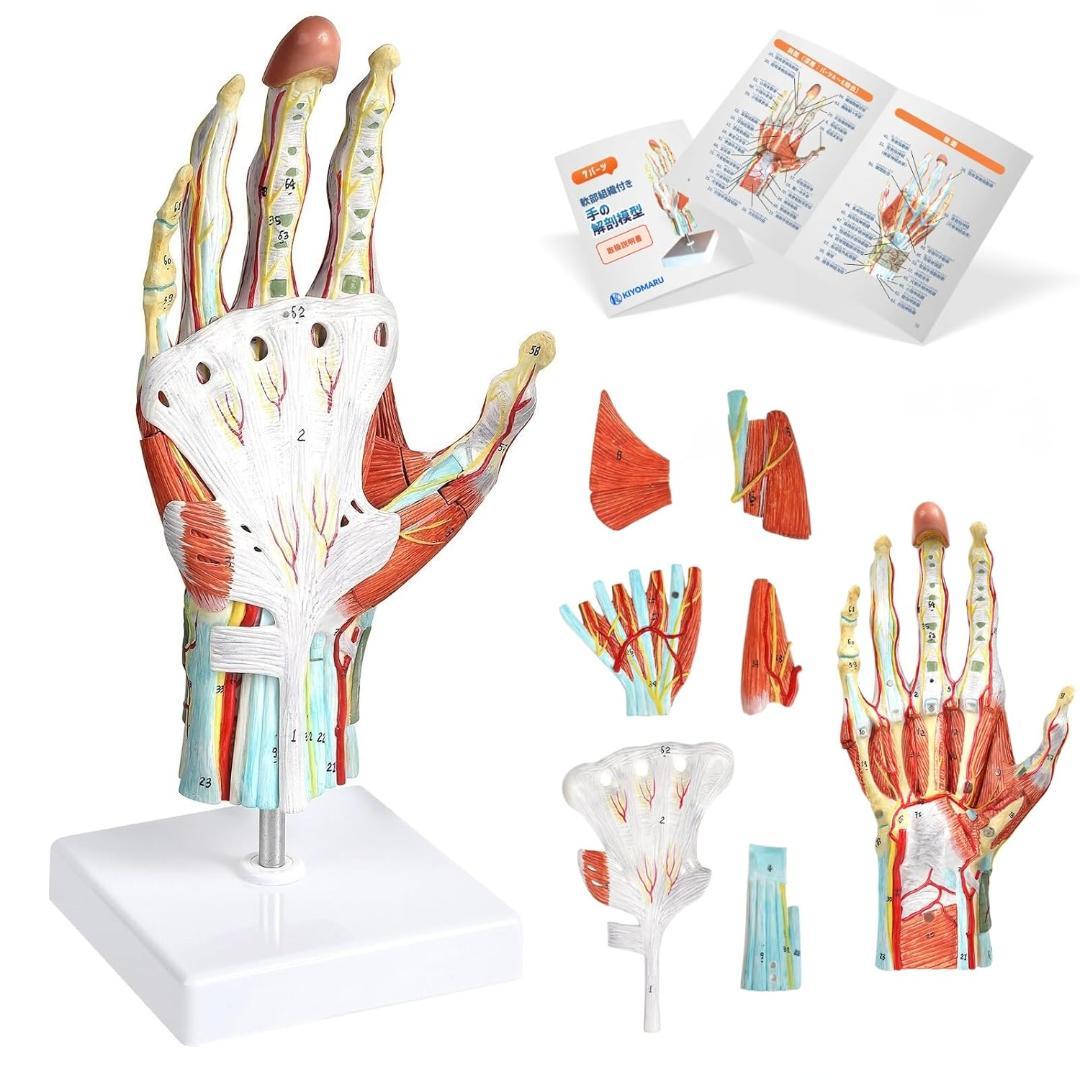 人体模型　手解剖模型 7パーツ分解 等身大 軟部組織付き