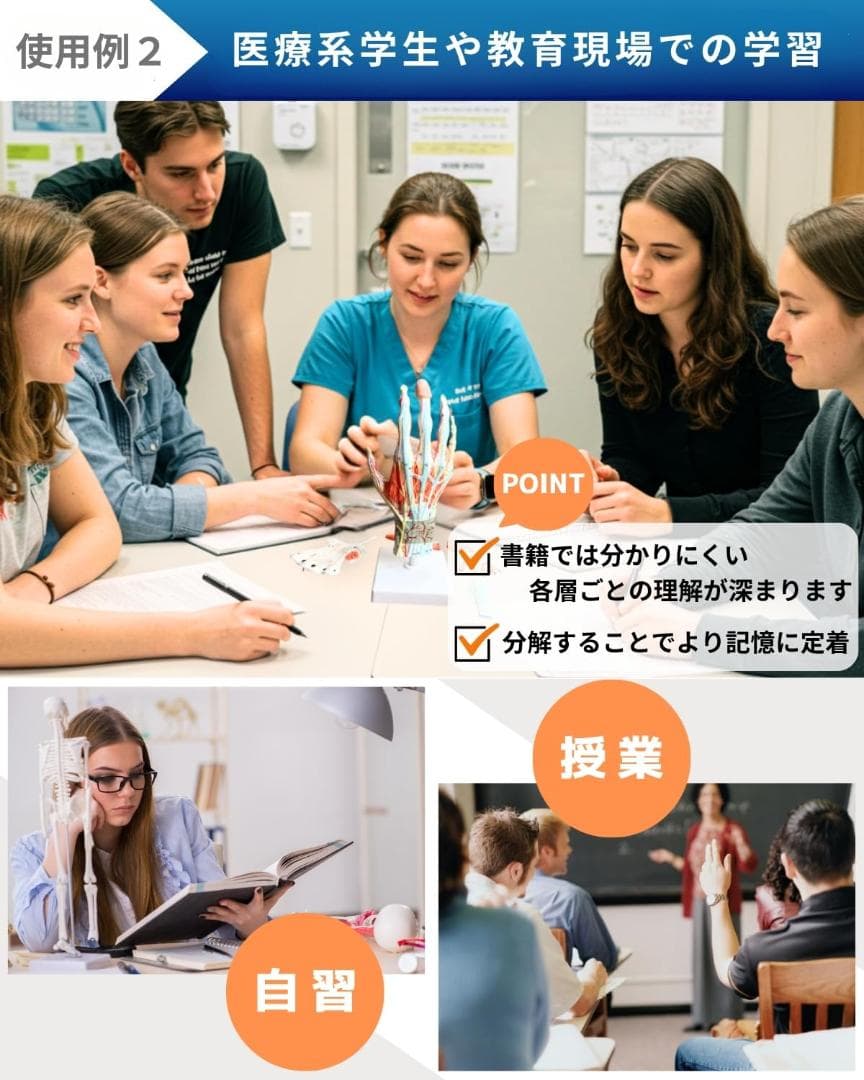 人体模型　手解剖模型 7パーツ分解 等身大 軟部組織付き