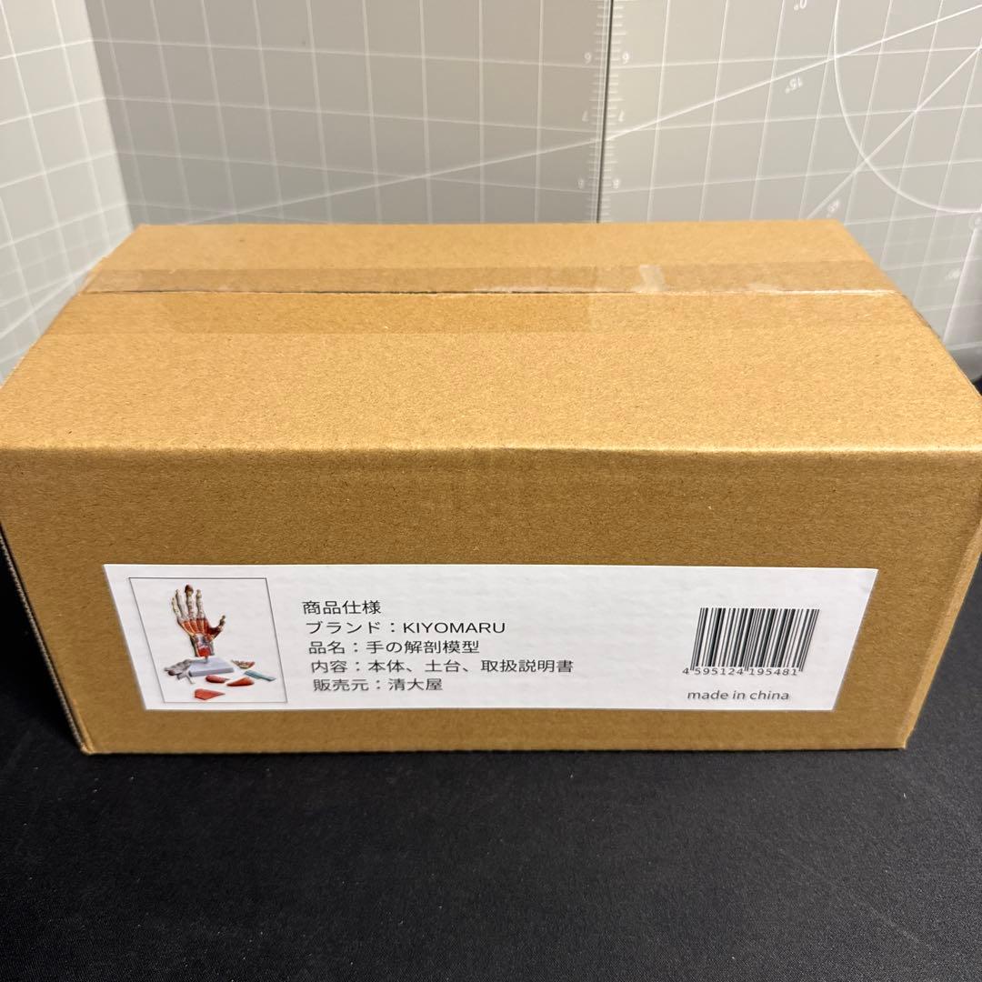 人体模型　手解剖模型 7パーツ分解 等身大 軟部組織付き