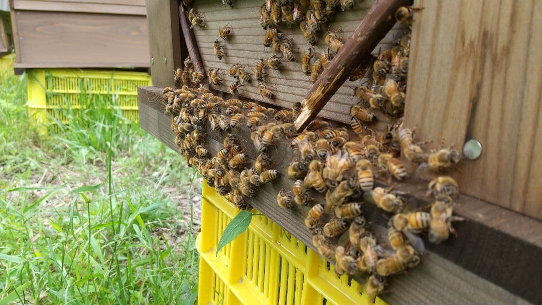 はちみつ 2kg 国産 天然 純粋 生蜂蜜 2025年6月新蜜 【養蜂家直送】