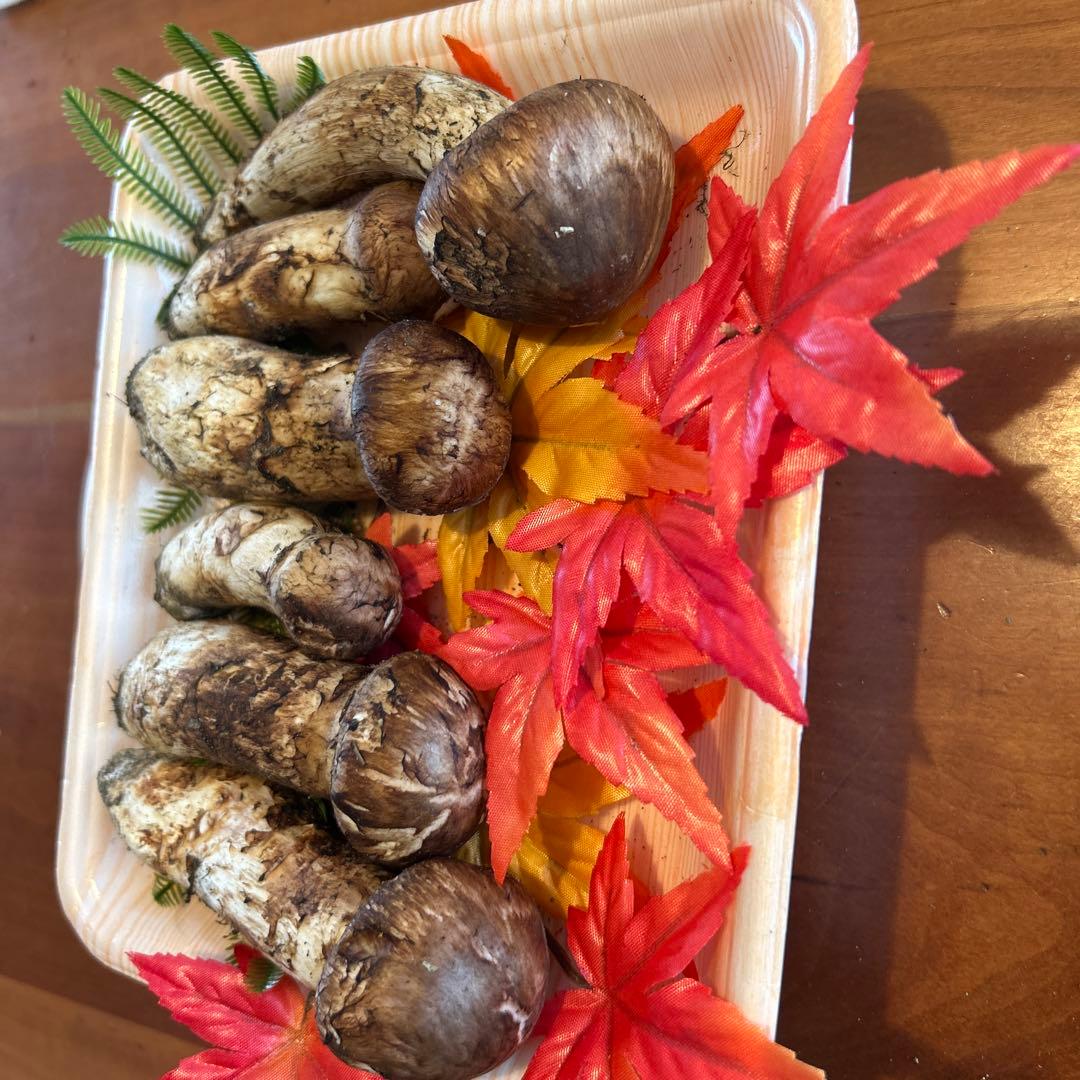北海道産！松茸！！11日朝採れたて