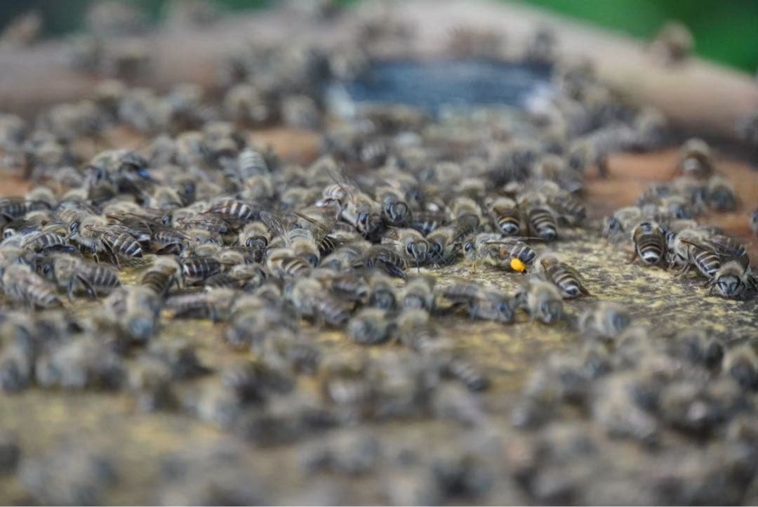 はちみつ　日本蜜蜂のハチミツ　奥山の蜂蜜　花粉入り　谷違い巣箱違いの２種