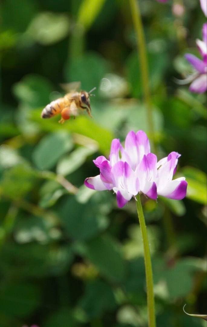 はちみつ　日本蜜蜂のハチミツ　奥山の蜂蜜　花粉入り　谷違い巣箱違いの２種