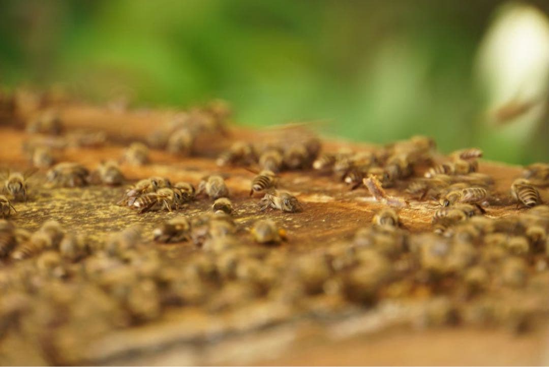 はちみつ　日本蜜蜂のハチミツ　奥山の蜂蜜　花粉入り　谷違い巣箱違いの２種