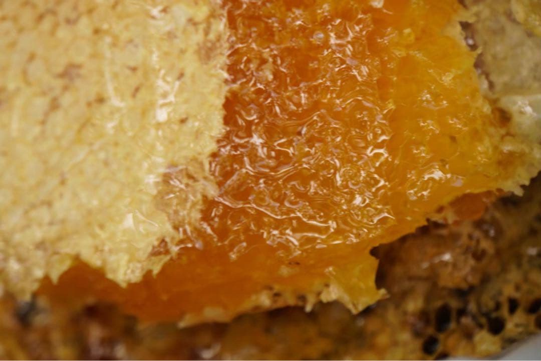 はちみつ　日本蜜蜂のハチミツ　奥山の奥の蜂蜜　国産蜂蜜愛媛産