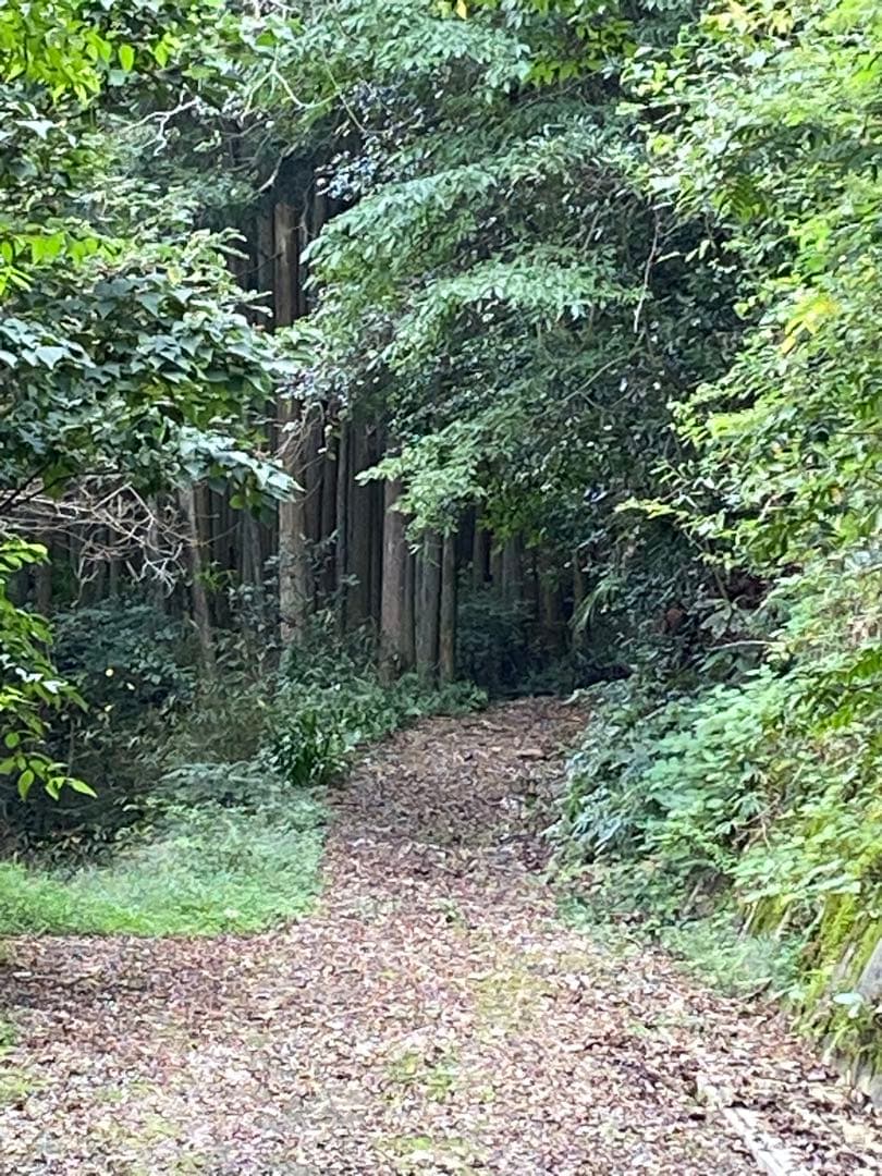 はちみつ　日本蜜蜂のハチミツ　奥山の奥の蜂蜜　国産蜂蜜愛媛産