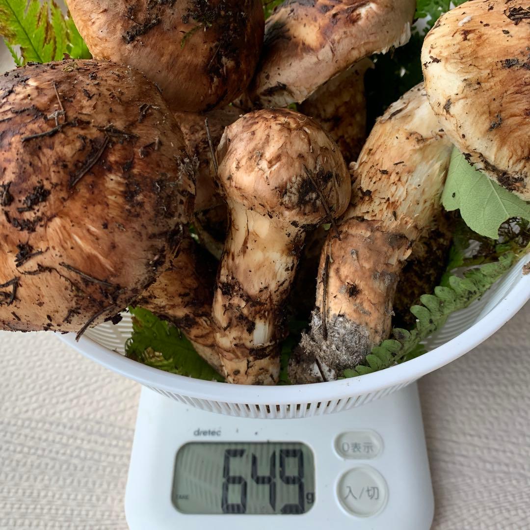 18日収穫　岩手県産　天然　松茸　649g 大量です！