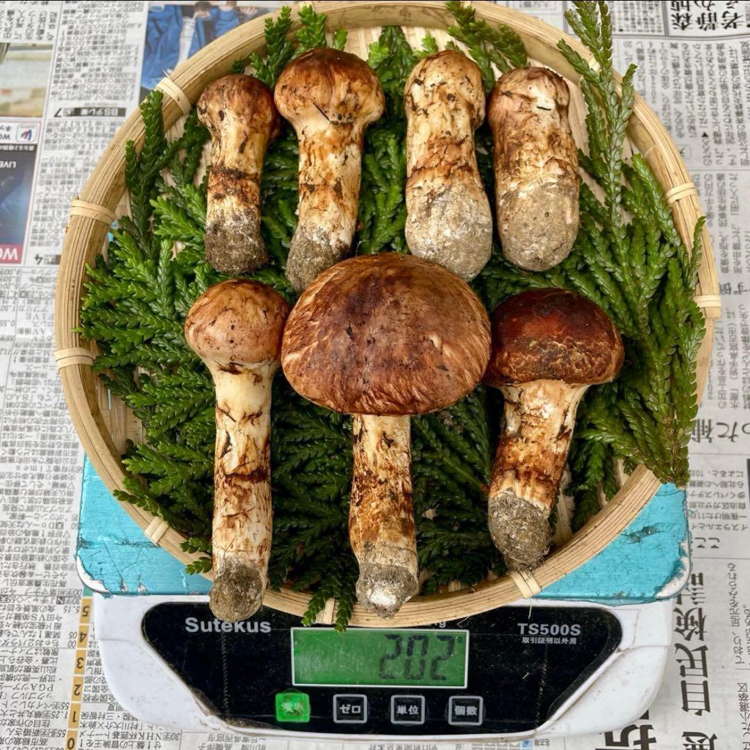 天然きのこ 松茸 国産 良品‼️ マツタケ まつたけ 大自然の凛さん採取その121