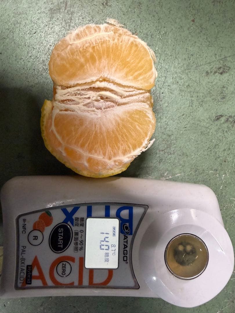 愛媛県産　媛小春　家庭用　10キロ