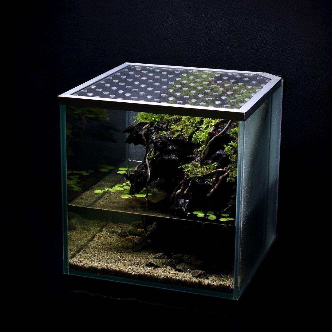 ざん　アクアテラリウム　レイアウト作品　195