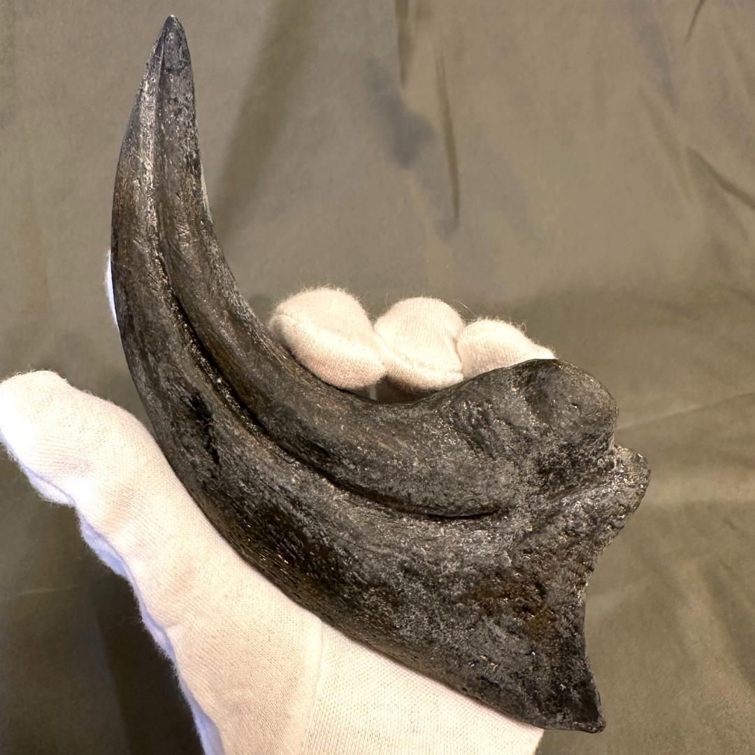 アロサウルス ハンドクロウ かぎ爪 化石標本 肉食恐竜 獣脚類 1498