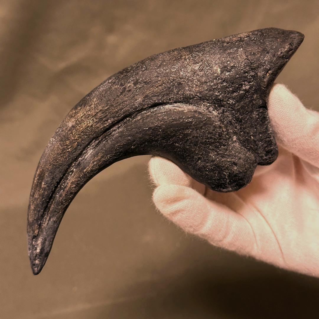 アロサウルス ハンドクロウ かぎ爪 化石標本 肉食恐竜 獣脚類 1498