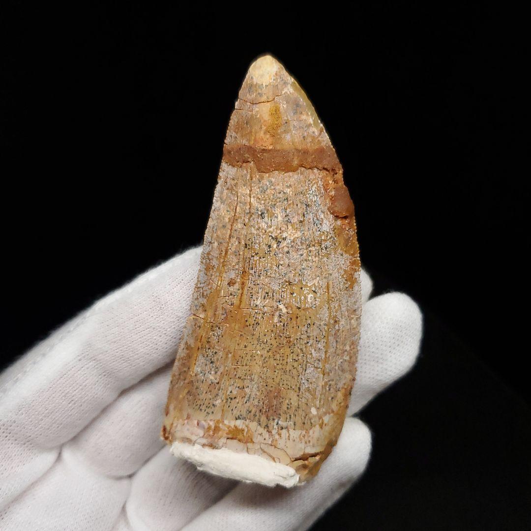 カルカロドントサウルス 歯 化石 本物 モロッコ産 74.06mm fr91