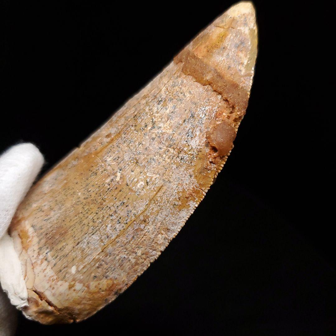 カルカロドントサウルス 歯 化石 本物 モロッコ産 74.06mm fr91