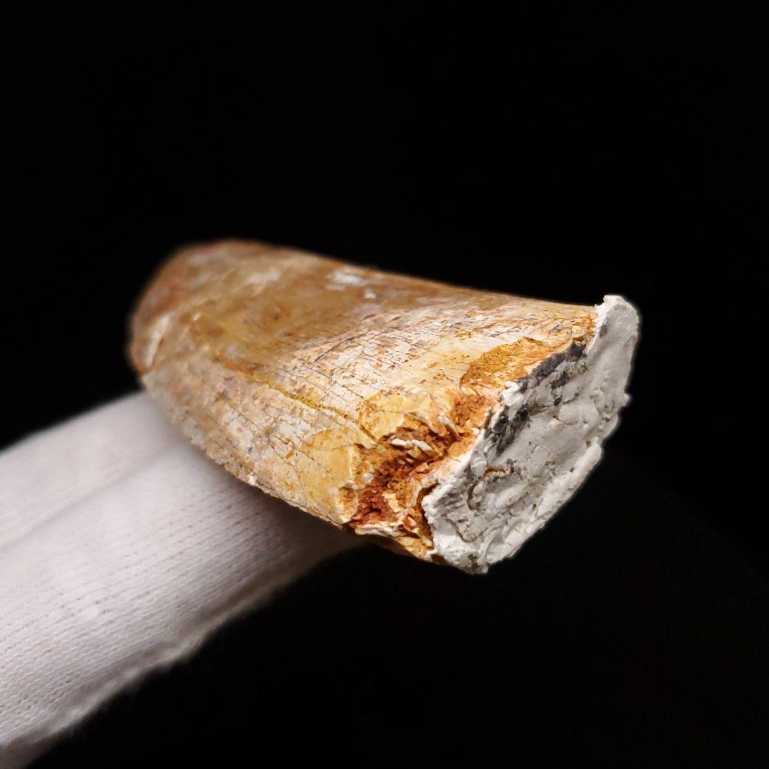 カルカロドントサウルス 歯 化石 本物 モロッコ産 74.06mm fr91