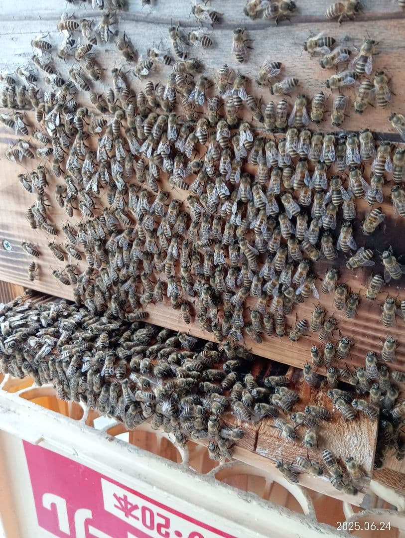 ニホンミツバチの百花蜜　国産天然ハチミツ　1180グラム　2本