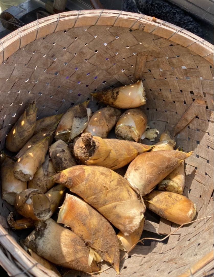 京都府山城産白子タケノコ6キロ