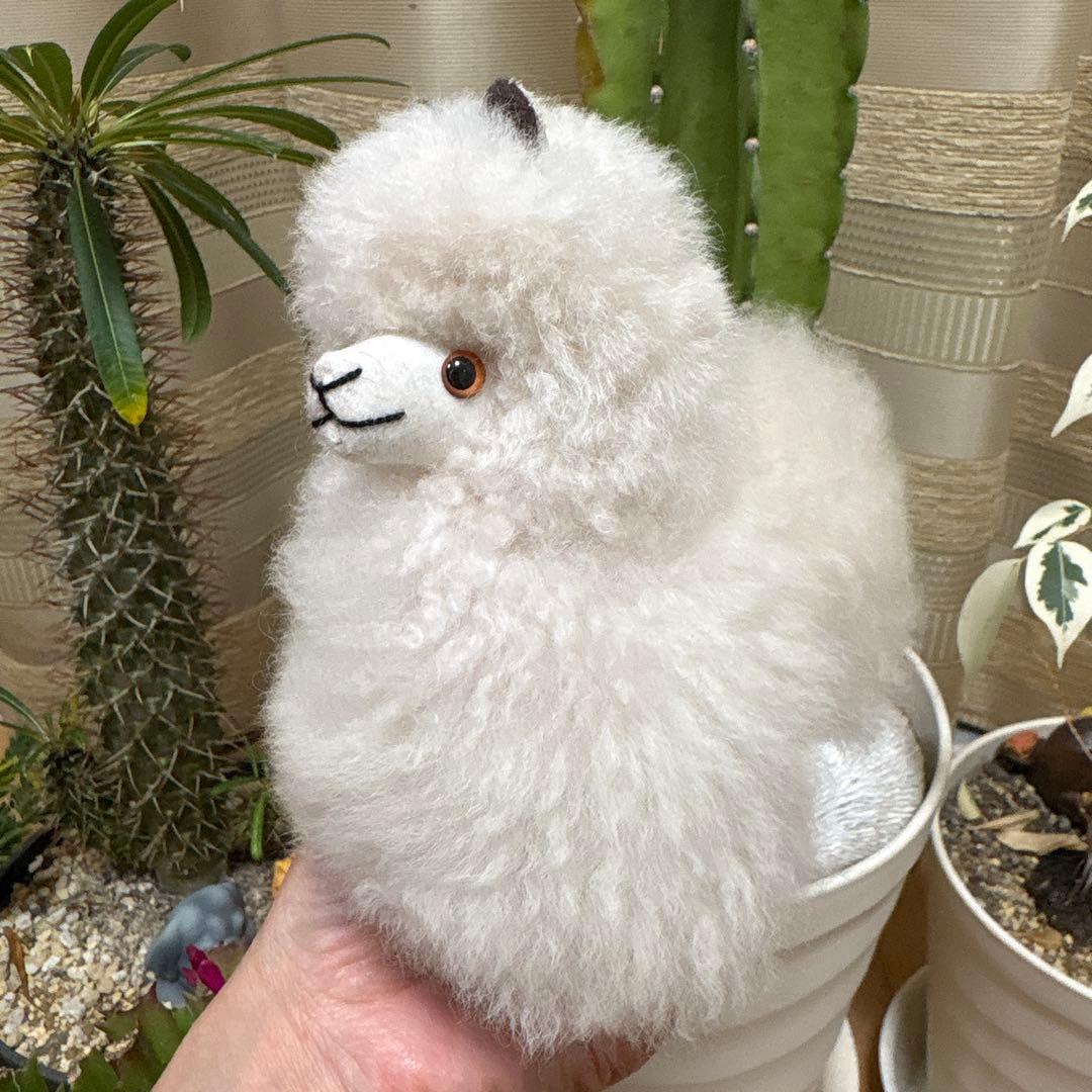 アルパカフェア　アルパカぬいぐるみ