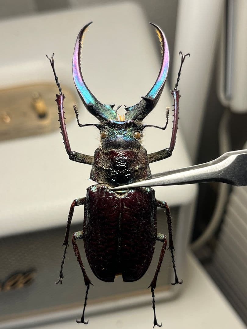 【顎MAZIORA】ギガンテウスシワバネクワガタ 昆虫標本 ニジイロクワガタ