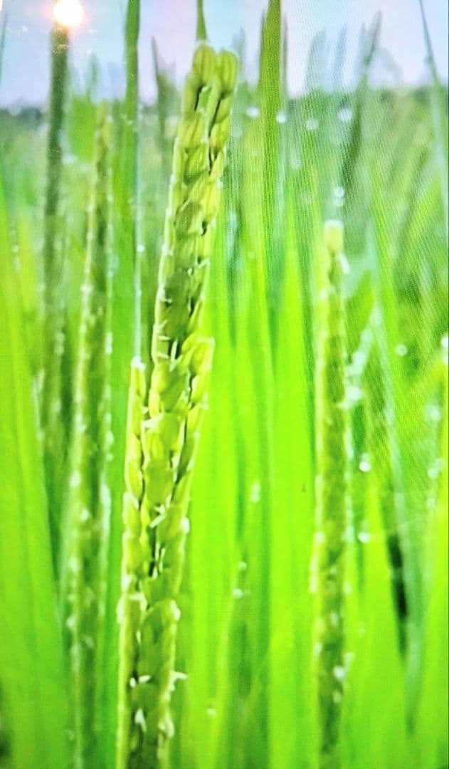 1 R7年 自然栽培米 2品種食べ比べセット10kg（5kg×2）玄米 セット