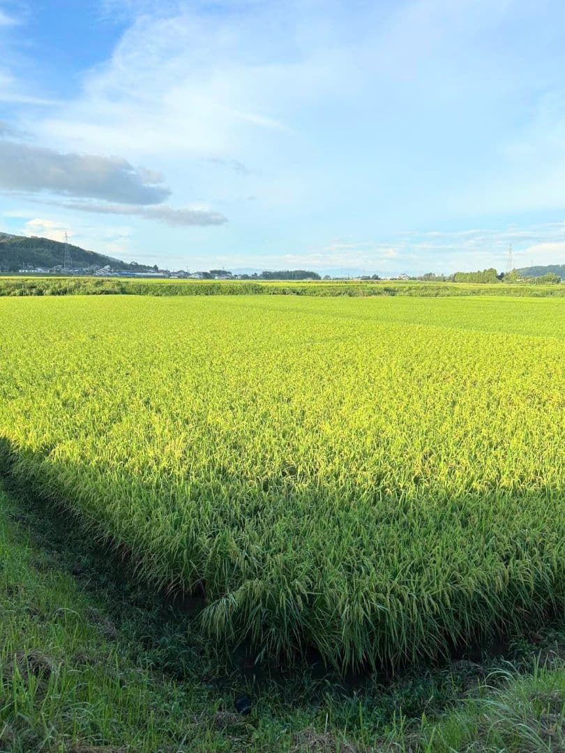 1 R7年 自然栽培米 2品種食べ比べセット10kg（5kg×2）玄米 セット