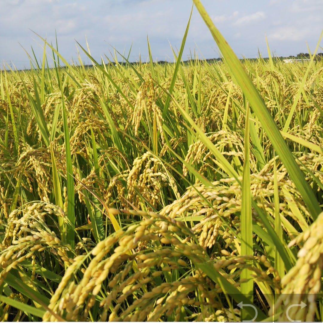 農薬完全不使用/植物発酵肥料コシヒカリ 玄米10kg