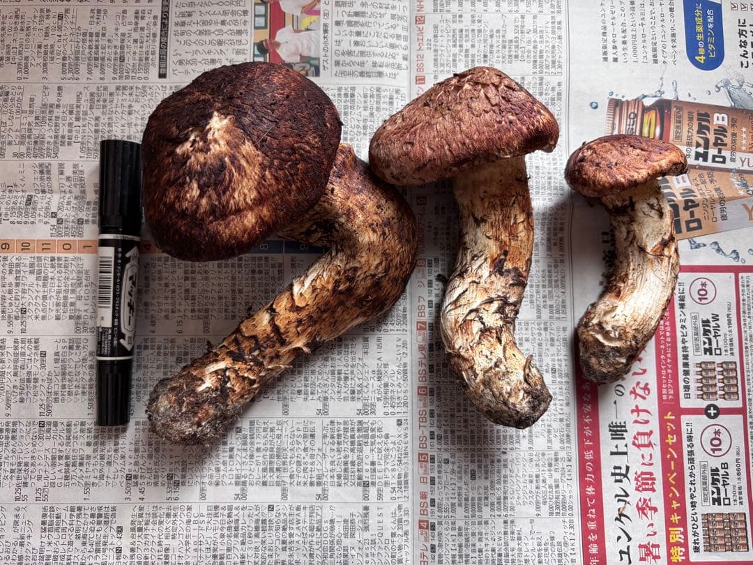 岩手県産松茸　495グラム