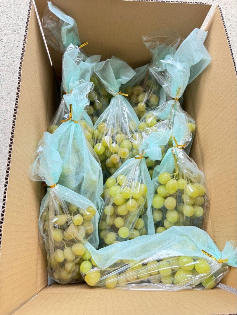 2 ♪山梨県勝沼産シャインマスカット１０ｋｇ