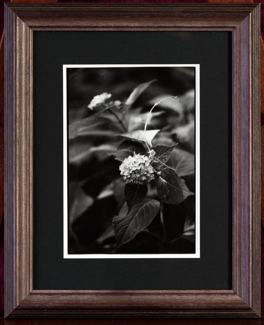 オリジナル銀塩プリント作品♪ 嬉しい木製額装付き 2Lサイズ