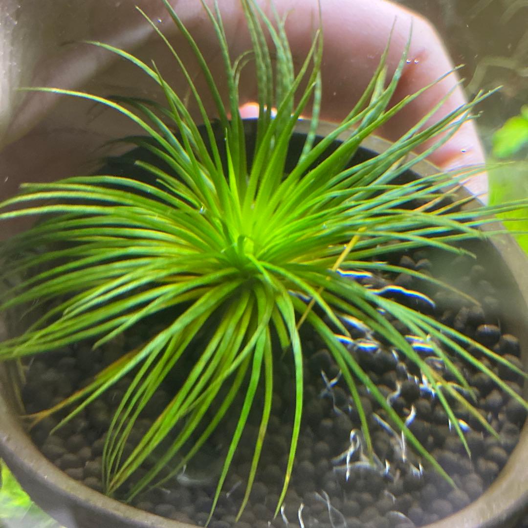 【メルカリ便】珍！ホシクサsp.キンバリーナロー　大株　1株　直径9cm 鉢付き